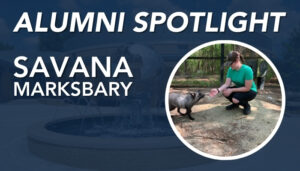 Alumni Spotlight graphic featuring Savana Marksbary interacting with a fox in an outdoor enclosure.